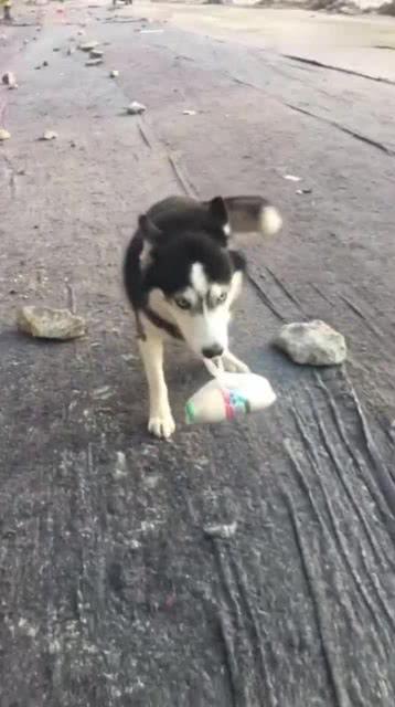 二哈身残志坚吃瓜,逆境中的欢乐生活-第2张图片-51吃瓜官网-51黑料平台