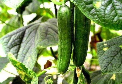 吃瓜稀缺的每日大赛,揭秘吃瓜稀缺每日大赛的精彩瞬间-第2张图片-51吃瓜官网-51黑料平台