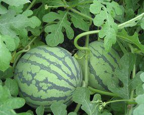 孕妇可以吃瓜毛,瓜毛美食，助力母婴健康-第3张图片-51吃瓜官网-51黑料平台