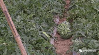 吃瓜群众上线医院,揭秘医疗现场背后的故事-第1张图片-51吃瓜官网-51黑料平台