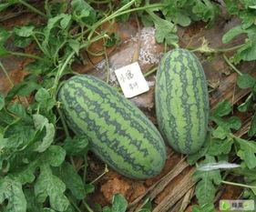 广东吃的小瓜,广东特色蔬菜的多样魅力探索”-第2张图片-51吃瓜官网-51黑料平台