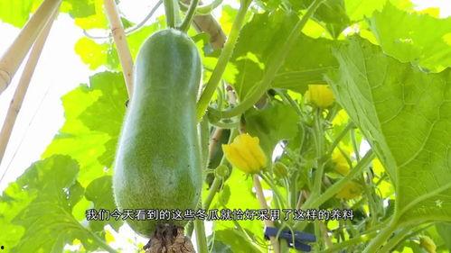 广东吃的小瓜,广东特色蔬菜的多样魅力探索”-第3张图片-51吃瓜官网-51黑料平台