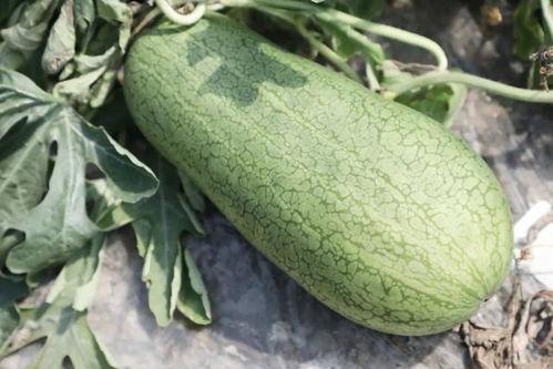 吃崩瓜图片,吃崩瓜的畅快体验-第2张图片-51吃瓜官网-51黑料平台