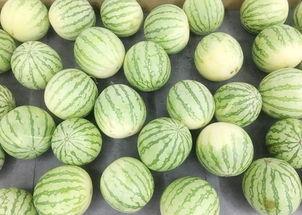 吃瓜情报地,吃瓜情报大揭秘，明星幕后故事全曝光-第1张图片-51吃瓜官网-51黑料平台