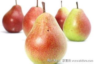 孕妇可以吃梨头瓜,孕妇适宜食用的梨头瓜-第1张图片-51吃瓜官网-51黑料平台