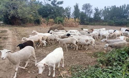 怀孕可以吃羊瓜吗,羊瓜在孕期是否适宜食用-第1张图片-51吃瓜官网-51黑料平台