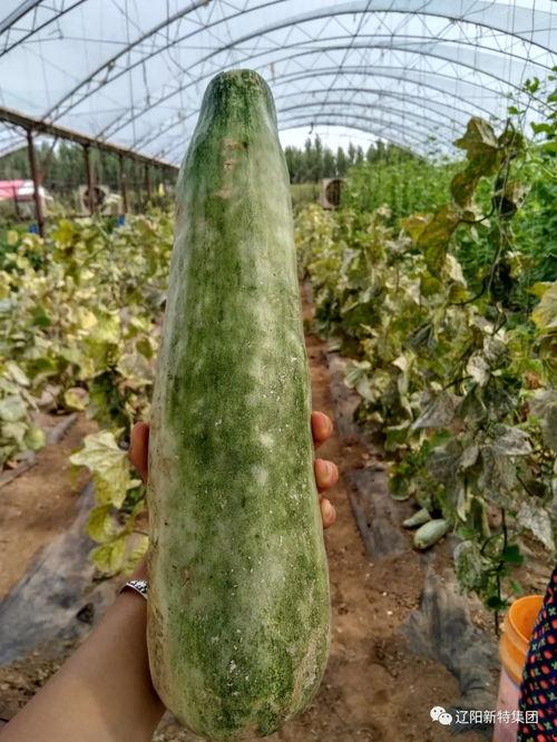 木苏吃瓜,揭秘娱乐圈背后的那些事儿-第3张图片-51吃瓜官网-51黑料平台