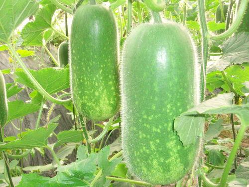 吃瓜汾阳,探寻民间美食与民俗风情-第1张图片-51吃瓜官网-51黑料平台