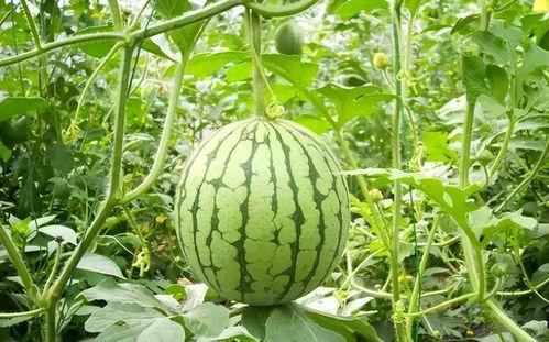 没钱别吃瓜,理性消费，远离无谓的纷争-第2张图片-51吃瓜官网-51黑料平台