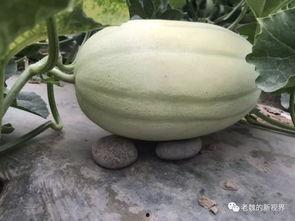 老祖吃瓜,揭秘娱乐圈那些不为人知的幕后故事-第3张图片-51吃瓜官网-51黑料平台