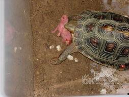 黄缘龟吃瓜,瓜果盛宴探索之旅-第1张图片-51吃瓜官网-51黑料平台