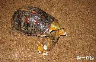 黄缘龟吃瓜,瓜果盛宴探索之旅-第2张图片-51吃瓜官网-51黑料平台