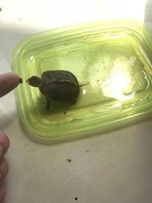 黄缘龟吃瓜,瓜果盛宴探索之旅-第3张图片-51吃瓜官网-51黑料平台