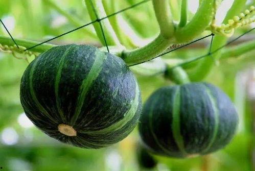 平乡又有啥瓜吃-第2张图片-51吃瓜官网-51黑料平台