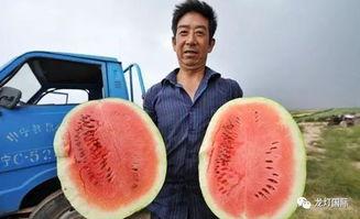 王大炮哪里吃瓜,探寻瓜界美食传奇之地-第1张图片-51吃瓜官网-51黑料平台