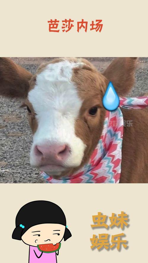 抖音彩虹吃瓜,抖音上那些让人捧腹大笑的趣味瞬间-第3张图片-51吃瓜官网-51黑料平台