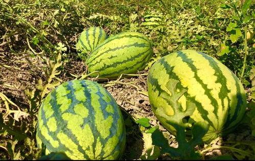 请你吃潢瓜,一场舌尖上的美食之旅-第3张图片-51吃瓜官网-51黑料平台