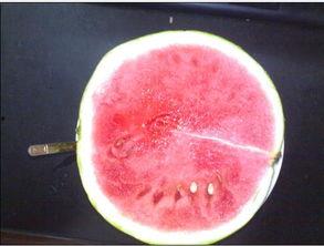 无聊可以吃瓜吗,揭秘吃瓜的乐趣与智慧-第2张图片-51吃瓜官网-51黑料平台