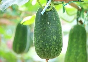 吃瓜和当瓜,吃瓜群众与当红瓜子的风云际会-第2张图片-51吃瓜官网-51黑料平台