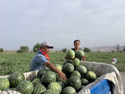 大漠瓜客免费吃瓜网站,瓜田里的网络盛宴-第2张图片-51吃瓜官网-51黑料平台