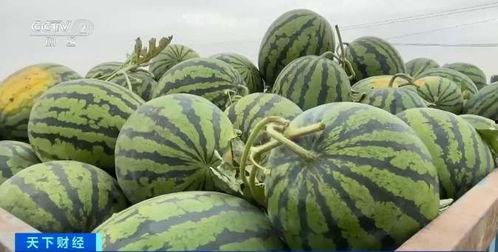 大漠瓜客免费吃瓜网站,瓜田里的网络盛宴-第3张图片-51吃瓜官网-51黑料平台