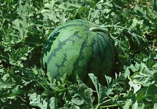 围桌吃瓜,一场别开生面的夏日盛宴-第2张图片-51吃瓜官网-51黑料平台