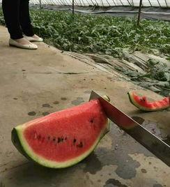 吃瓜老王卖马扎-第3张图片-51吃瓜官网-51黑料平台