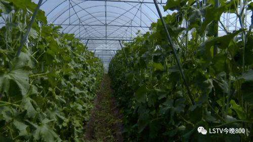 西昌吃瓜的新闻,揭秘背后真相与网络热议-第2张图片-51吃瓜官网-51黑料平台 西昌吃瓜的新闻,揭秘背后真相与网络热议-第2张图片-51吃瓜官网-51黑料平台