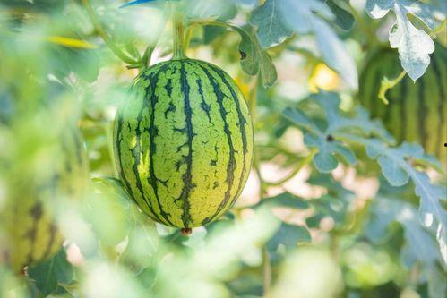 国内吃瓜中心,热点事件背后的真相与笑料-第3张图片-51吃瓜官网-51黑料平台