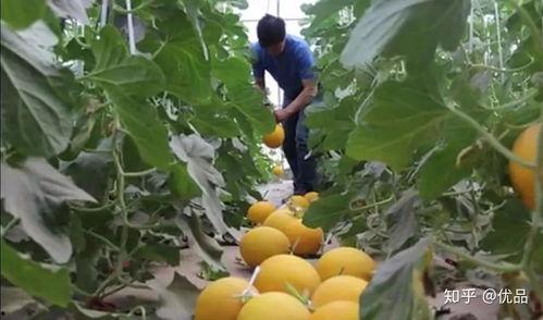 蜜瓜是什么时候吃的-第3张图片-51吃瓜官网-51黑料平台