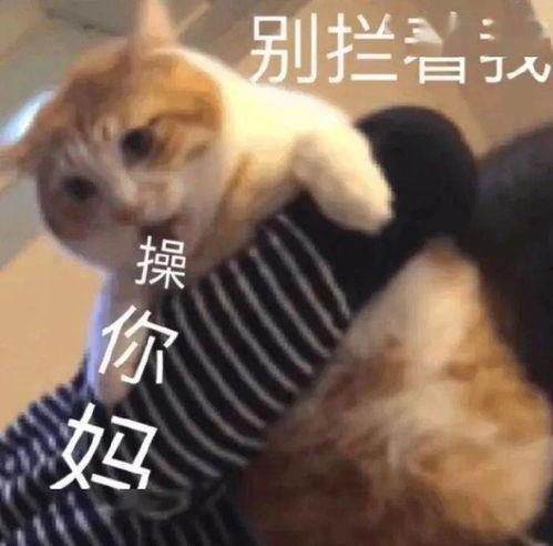 单身狗吃瓜背面的头像,揭秘娱乐圈背后的秘密-第2张图片-51吃瓜官网-51黑料平台