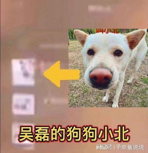 单身狗吃瓜背面的头像,揭秘娱乐圈背后的秘密-第3张图片-51吃瓜官网-51黑料平台