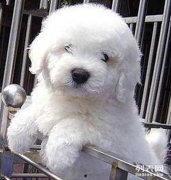 比熊犬可以吃小瓜吗,营养分析及食用建议-第1张图片-51吃瓜官网-51黑料平台 比熊犬可以吃小瓜吗,营养分析及食用建议-第1张图片-51吃瓜官网-51黑料平台