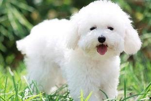 比熊犬可以吃小瓜吗,营养分析及食用建议-第2张图片-51吃瓜官网-51黑料平台 比熊犬可以吃小瓜吗,营养分析及食用建议-第2张图片-51吃瓜官网-51黑料平台