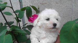 比熊犬可以吃小瓜吗,营养分析及食用建议-第3张图片-51吃瓜官网-51黑料平台 比熊犬可以吃小瓜吗,营养分析及食用建议-第3张图片-51吃瓜官网-51黑料平台