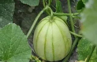 亭林雪瓜怎么吃美食,夏日消暑美食的甜蜜诱惑-第2张图片-51吃瓜官网-51黑料平台