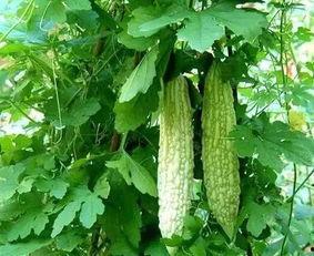 老吃瓜人,揭秘娱乐圈幕后故事-第2张图片-51吃瓜官网-51黑料平台