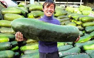 老吃瓜人,揭秘娱乐圈幕后故事-第3张图片-51吃瓜官网-51黑料平台