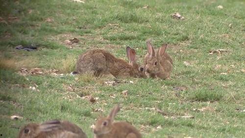 野餐兔吃瓜网-第1张图片-51吃瓜官网-51黑料平台
