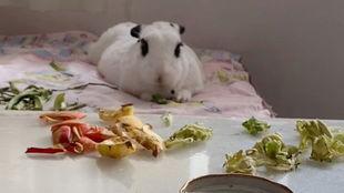 野餐兔吃瓜网-第3张图片-51吃瓜官网-51黑料平台