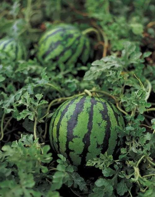 拿勺子吃瓜写真,捕捉夏日悠闲美食瞬间-第3张图片-51吃瓜官网-51黑料平台