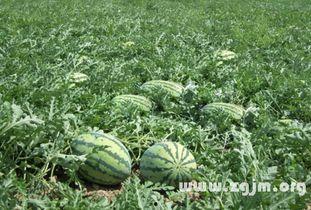 梦见给别人吃瓜儿,揭秘梦中分享瓜果的神秘寓意-第1张图片-51吃瓜官网-51黑料平台