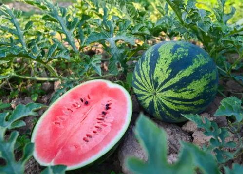 这几天吃的瓜-第1张图片-51吃瓜官网-51黑料平台