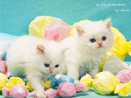 猫吃瓜叶菊,一场意外的味蕾冒险-第2张图片-51吃瓜官网-51黑料平台
