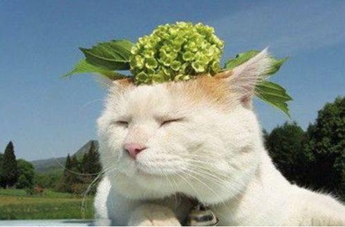 猫吃瓜叶菊,一场意外的味蕾冒险-第3张图片-51吃瓜官网-51黑料平台