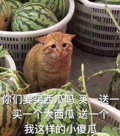 吃瓜西瓜小傻瓜-第1张图片-51吃瓜官网-51黑料平台