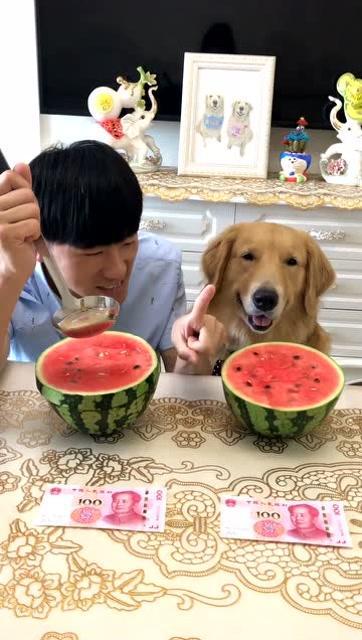狗吃瓜的搞笑视频,萌态可掬笑翻众人-第2张图片-51吃瓜官网-51黑料平台